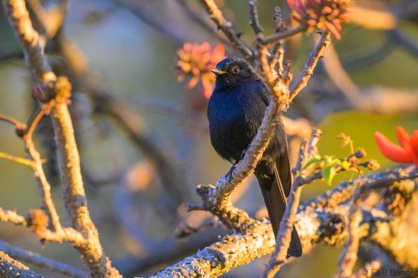 Southern Black Flycatcher - Zimbabwe - Nyanga - 2026