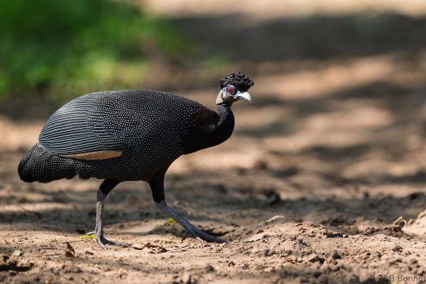 Southern Crested Guineafowl - South Africa - Santa Lucia - 2026