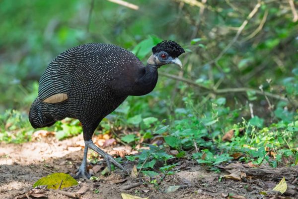 Southern Crested Guineafowl - South Africa - Santa Lucia - 2026