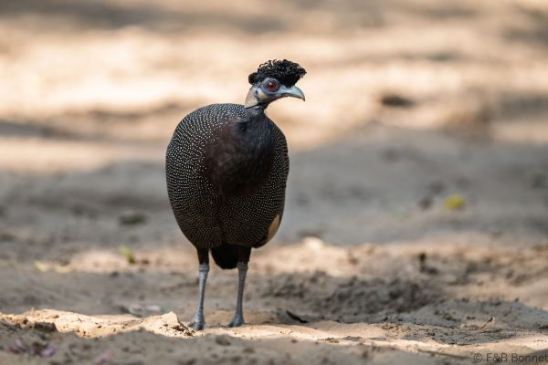 Southern Crested Guineafowl - South Africa - Santa Lucia - 2026