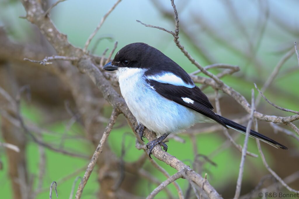 Southern Fiscal - South Africa - Cape Point - 2024