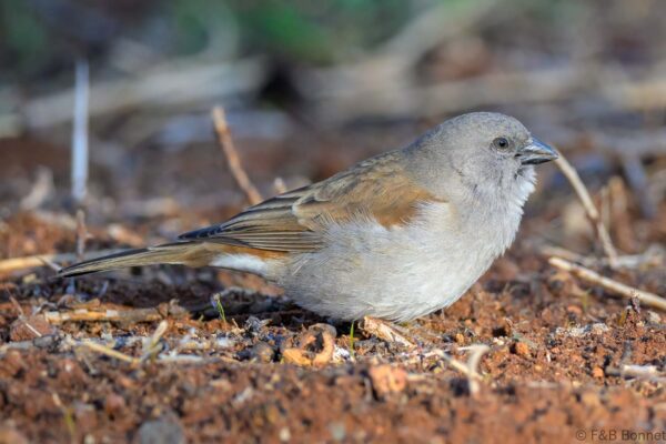 Southern Grey-headed Sparrow - South Africa - Marrick GR - 2025