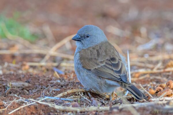 Southern Grey-headed Sparrow - South Africa - Marrick GR - 2025