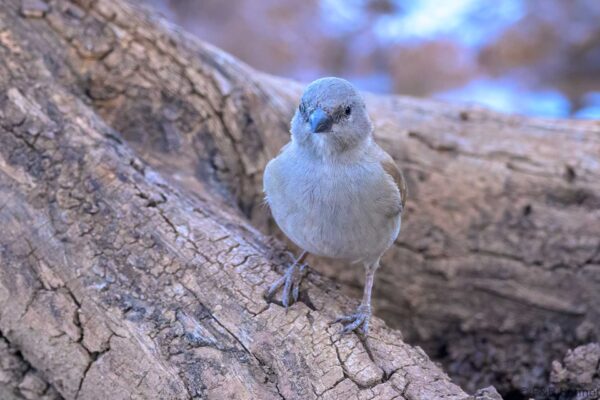 Southern Grey-headed Sparrow - South Africa - Mokala NP - 2025