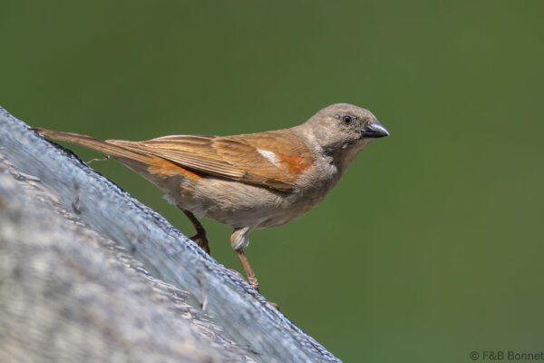 Southern Grey-headed Sparrow - South Africa - Kruger NP - 2025
