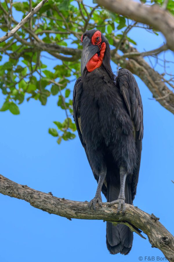 Southern Ground Hornbill - South Africa - Kruger NP - 2025