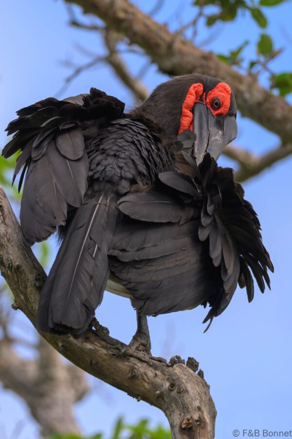 Southern Ground Hornbill - South Africa - Kruger NP - 2025