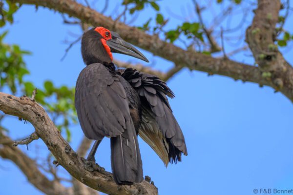 Southern Ground Hornbill - South Africa - Kruger NP - 2025