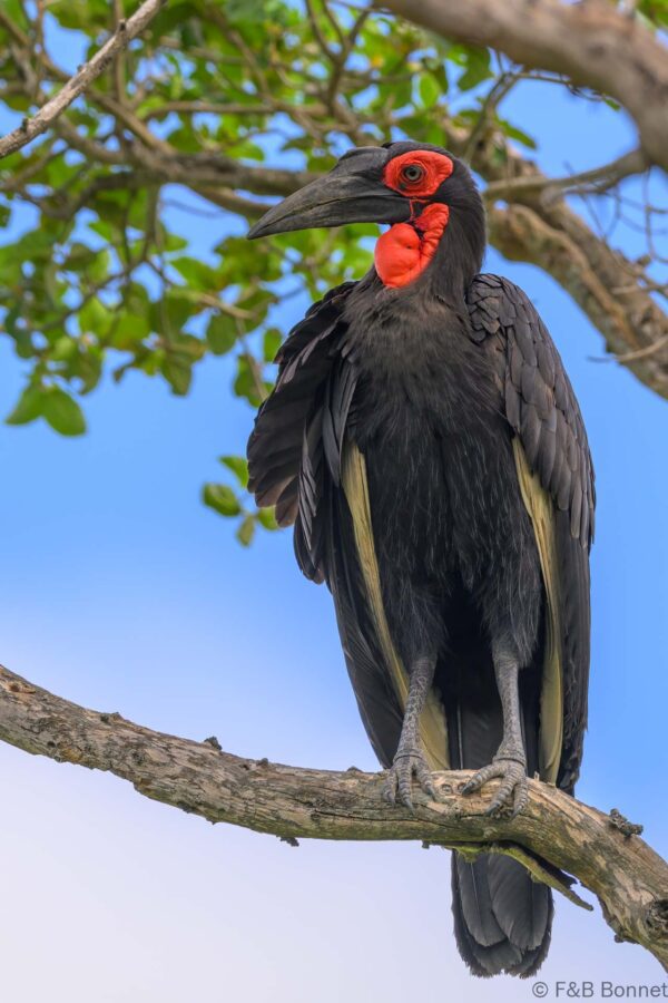 Southern Ground Hornbill - South Africa - Kruger NP - 2025