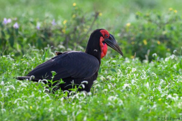 Southern Ground Hornbill - South Africa - Kruger NP - 2025