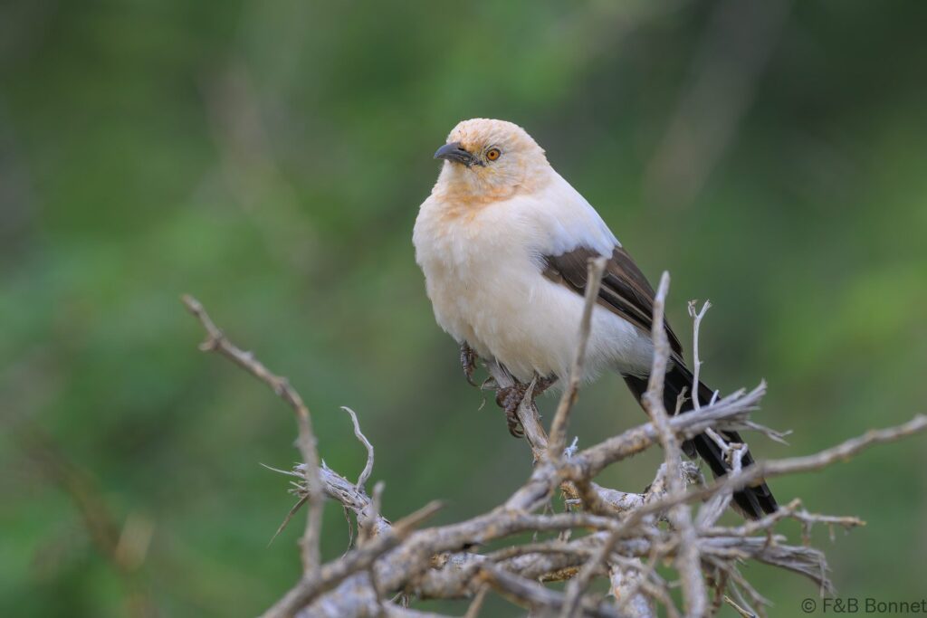 Southern Pied Babbler - South Africa - Madikwe GR - 2025