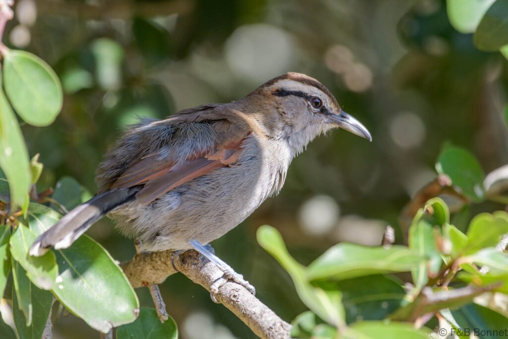 Southern Tchagra - South Africa - De Hoop - 2021