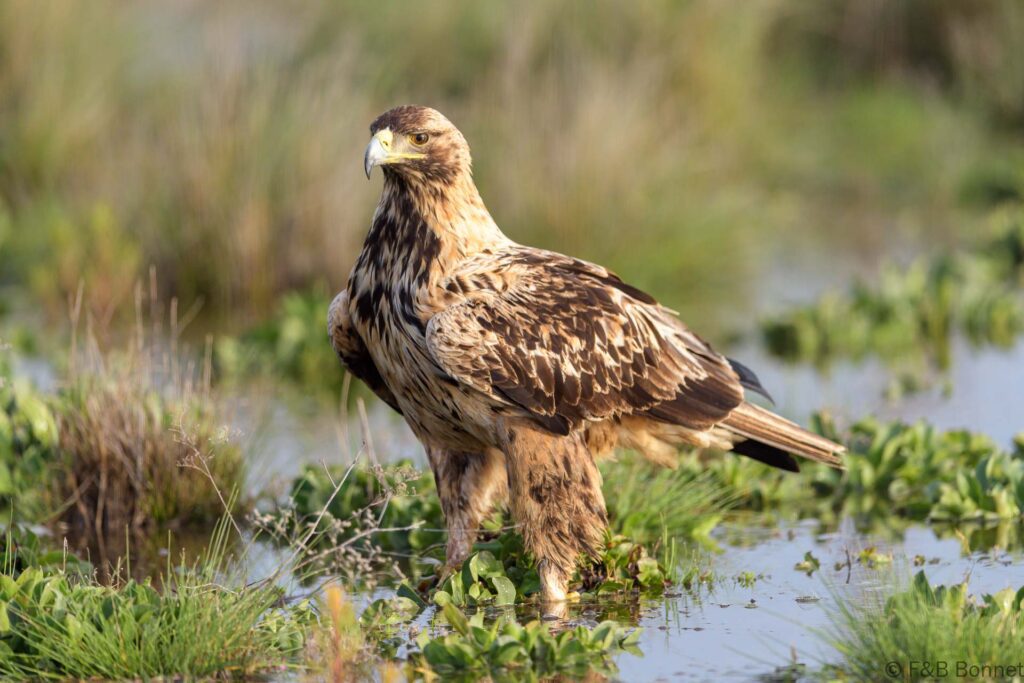 Águila imperial ibérica - España - Castilla La Mancha - 2024
