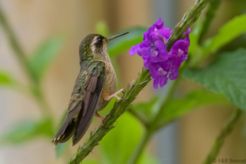 Colibrí jaspeado - Ecuador - Mindo - 2023