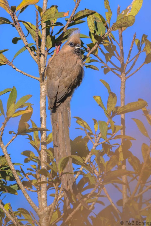 Speckled Mousebird - Zimbabwe - Troutbeck - 2026