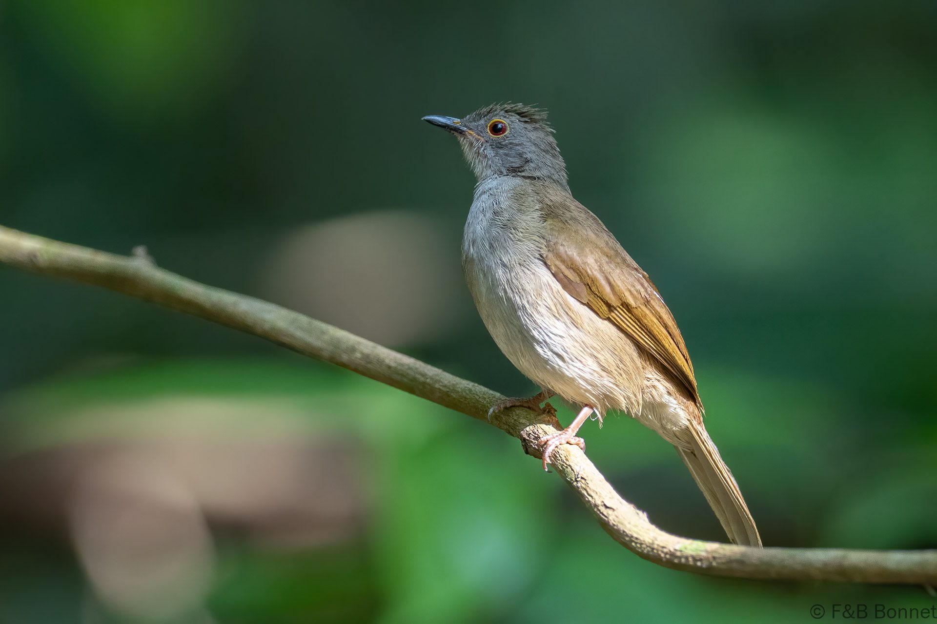 Spectacled Bulbul - Thailand - Krung Ching - 2026