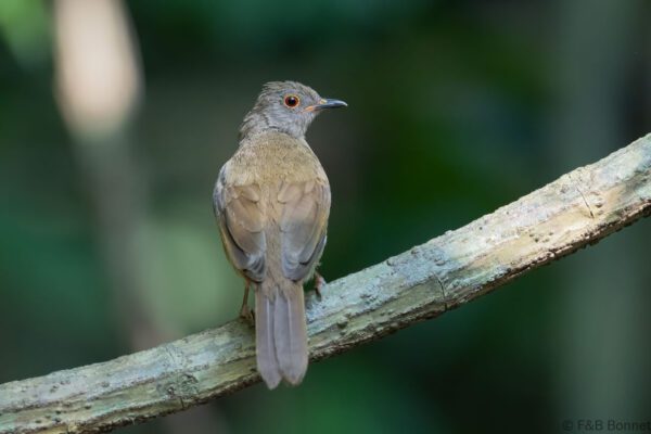 Spectacled Bulbul - Thailand - Krung Ching - 2026