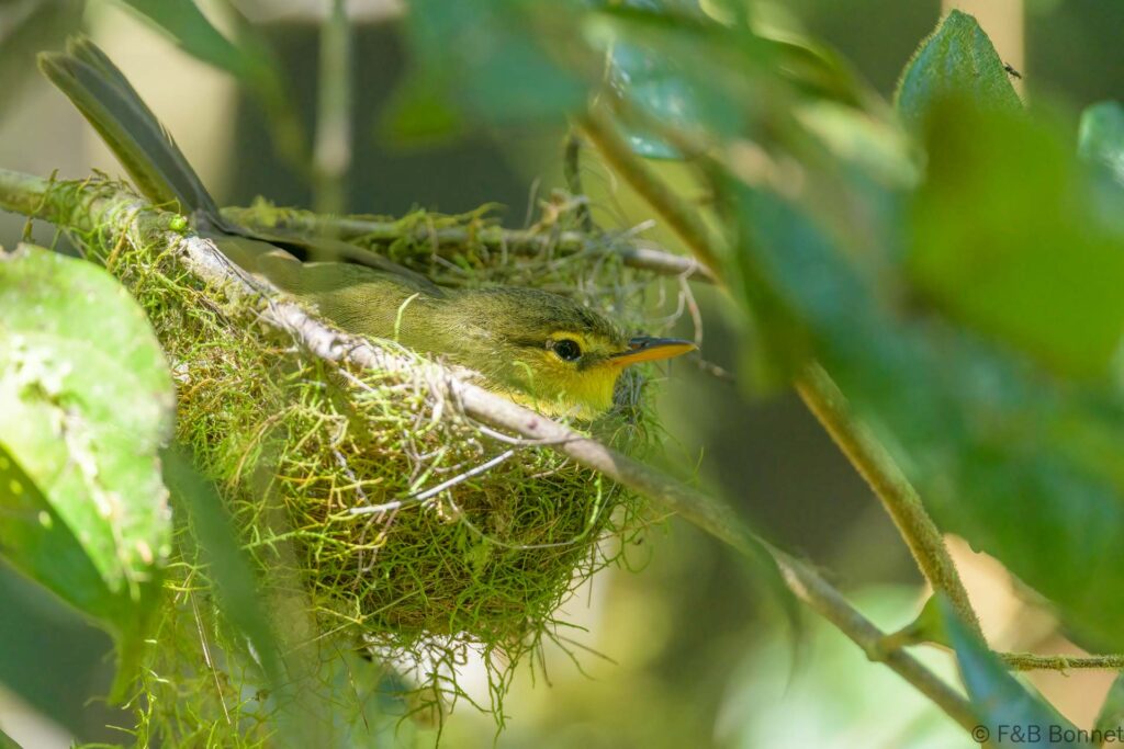 Spectacled tetraka madagascar 1