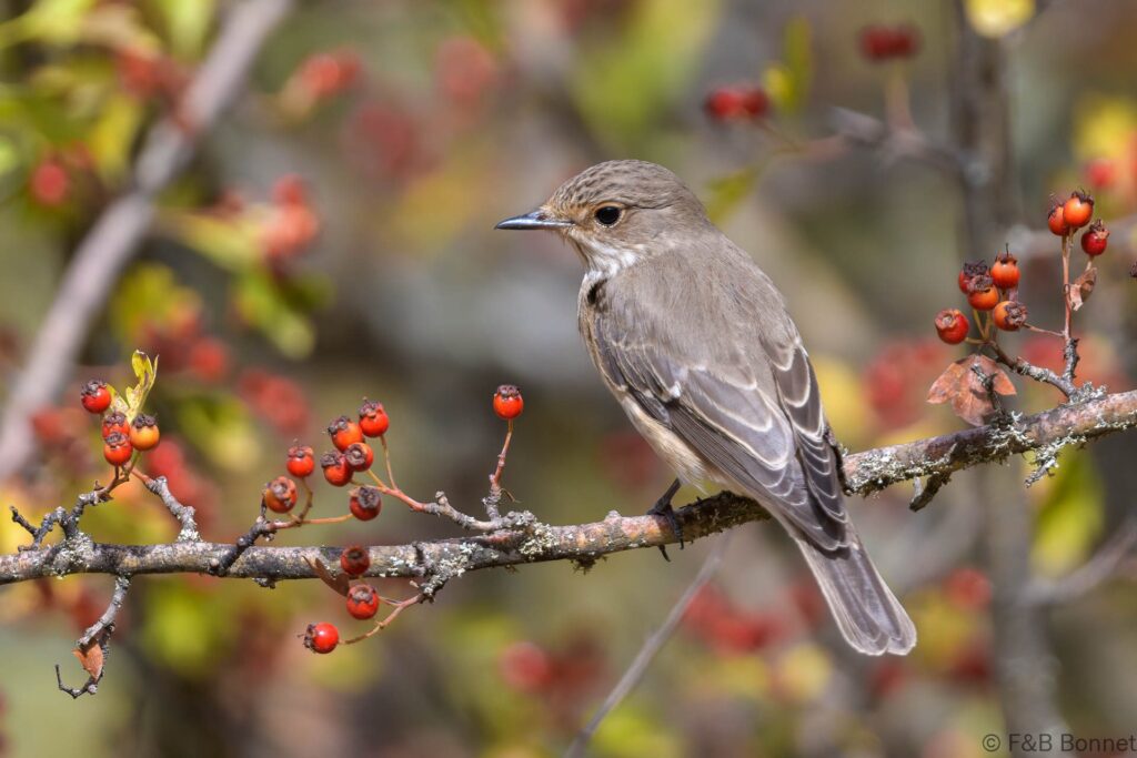 Papamoscas gris - España - Andalucía - 2022