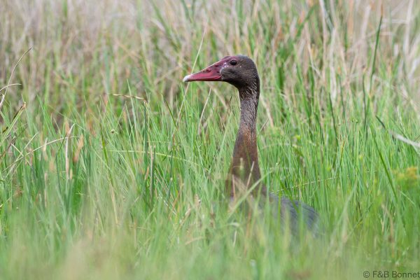Spur-winged Goose - South Africa - iSimangaliso - 2026