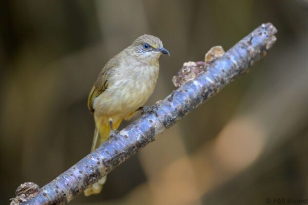 Streak-eared Bulbul - Thailand - Chiang Rai - 2026