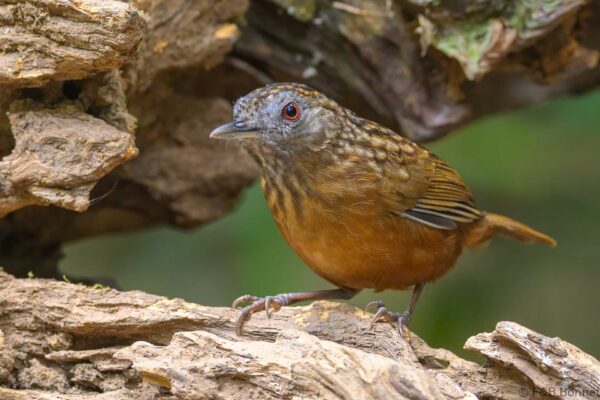 Streaked Wren-Babbler - Vietnam - Di Linh - 2026