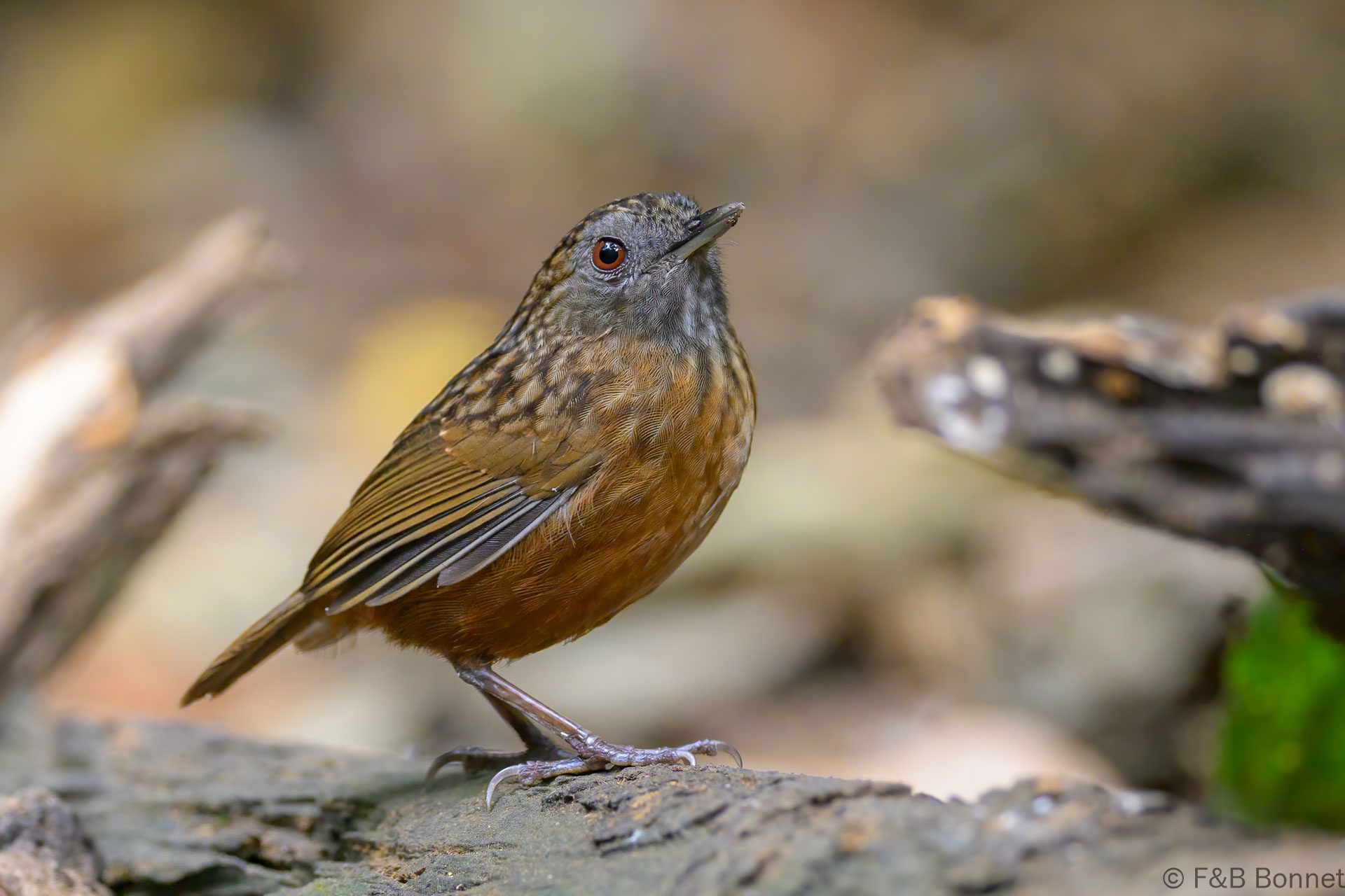 Streaked Wren-Babbler - Vietnam - Di Linh - 2026