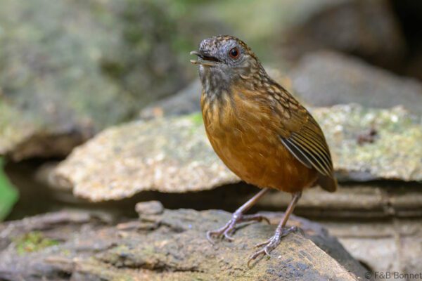 Streaked Wren-Babbler - Vietnam - Di Linh - 2026