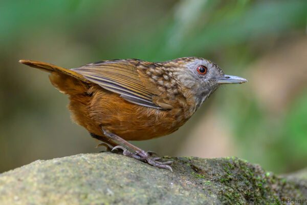 Streaked Wren-Babbler - Vietnam - Di Linh - 2026