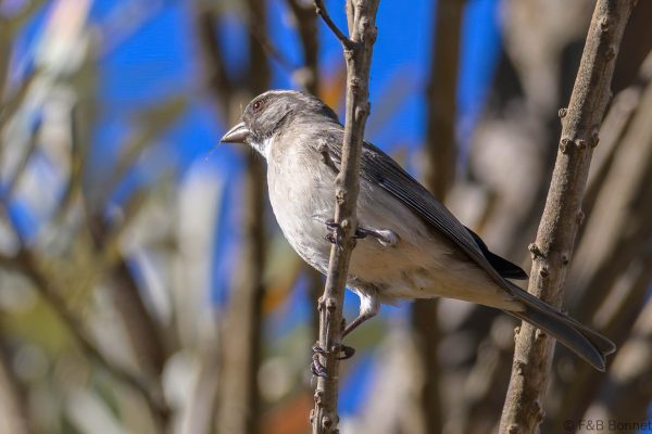 Streaky-headed Seedeater - Zimbabwe - Troutbeck - 2026