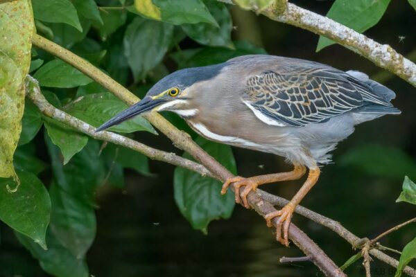 Garcita verdosa - Ecuador - Río Napo - 2023