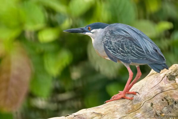 Garcita verdosa - Ecuador - Río Napo - 2023