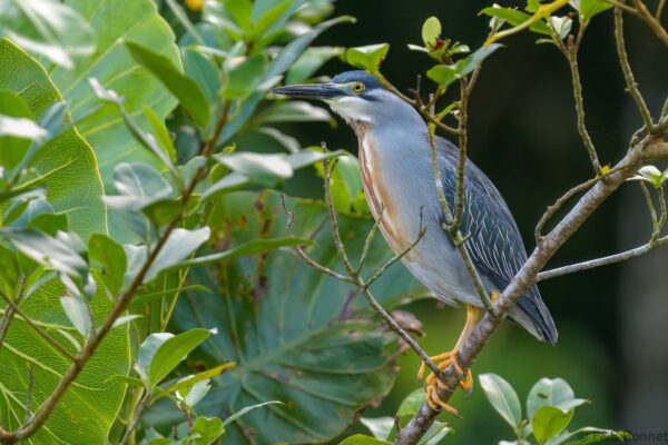 Garcita verdosa - Ecuador - Río Napo - 2023