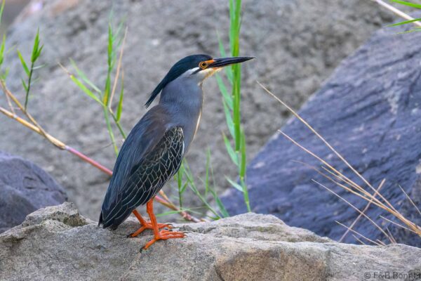 Striated Heron - South Africa - Kruger NP - 2025