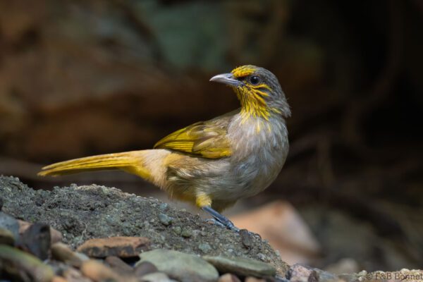 Stripe-throated Bulbul - Thailand - Krung Ching - 2026