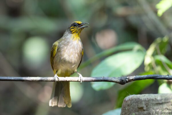 Stripe-throated Bulbul - Thailand - Krung Ching - 2026
