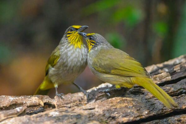 Stripe-throated Bulbul - Vietnam - Ma Da - 2026