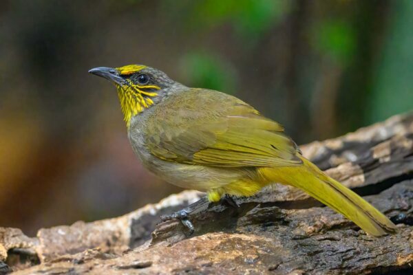 Stripe-throated Bulbul - Vietnam - Ma Da - 2026