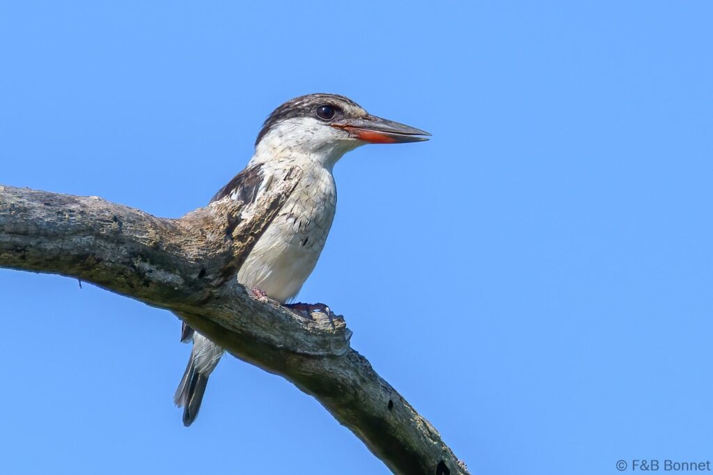 Striped Kingfisher - South Africa - iSimangaliso - 2022