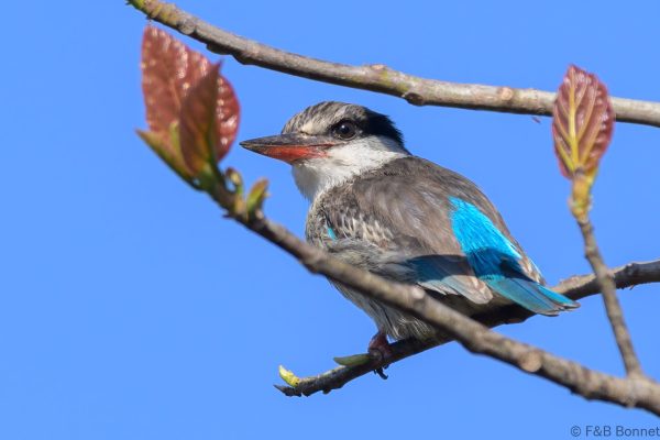Striped Kingfisher - Zimbabwe - Vumba - 2026