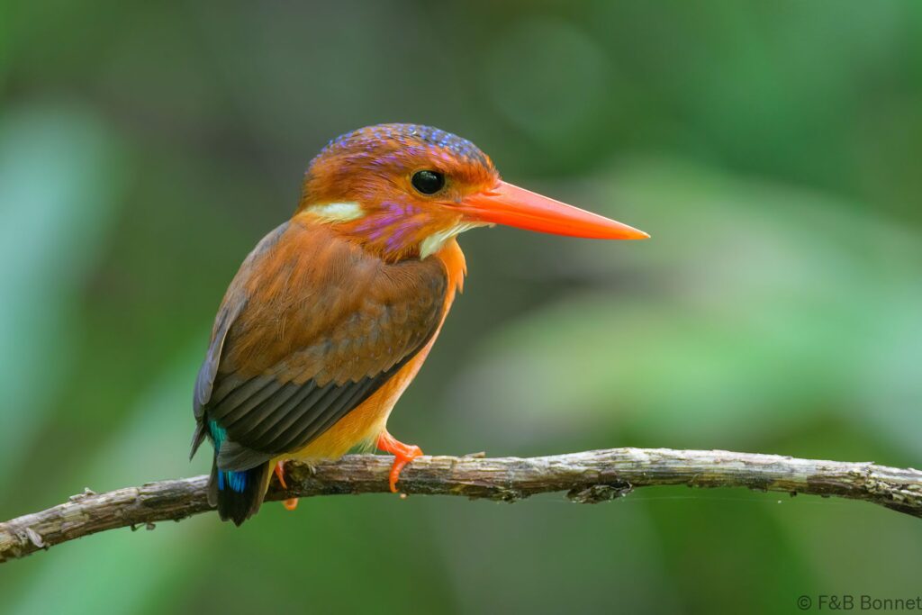 Sulawesi Dwarf Kingfisher - Indonesia - Tangkoko - 2024