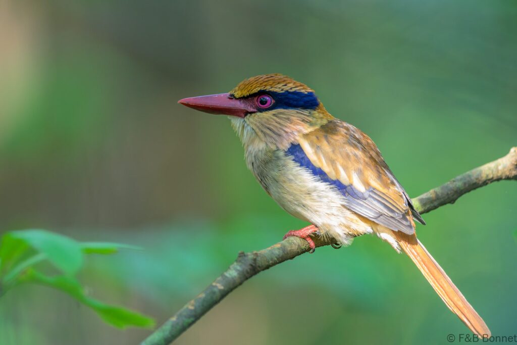 Sulawesi Lilac Kingfisher ♀ - Indonesia - Tangkoko - 2024