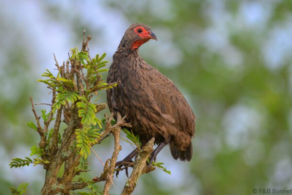 Swainson's Spurfowl - South Africa - Kruger NP - 2025
