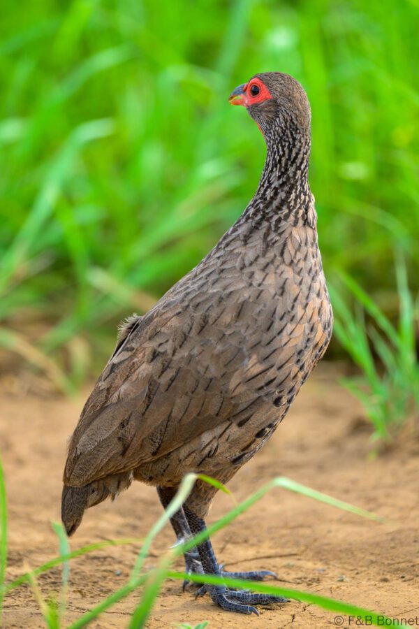 Swainson's Spurfowl - South Africa - Kruger NP - 2025