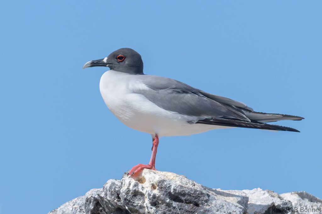 Gaviota tijereta - Ecuador - Galápagos 2023