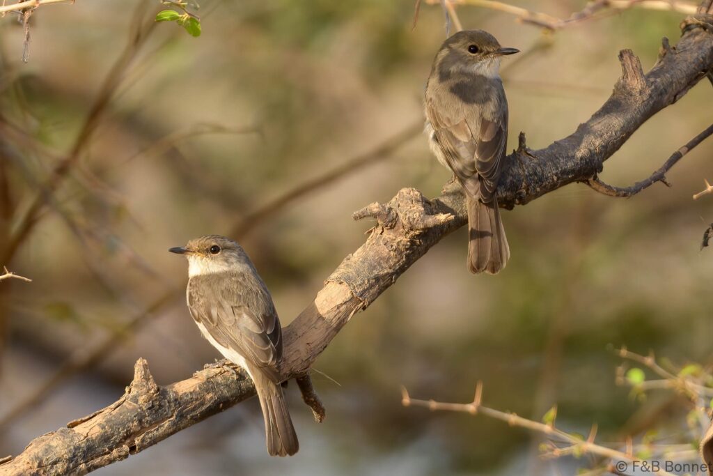 Gobemouche des marais - Senegal - Dindéfélo - 2023