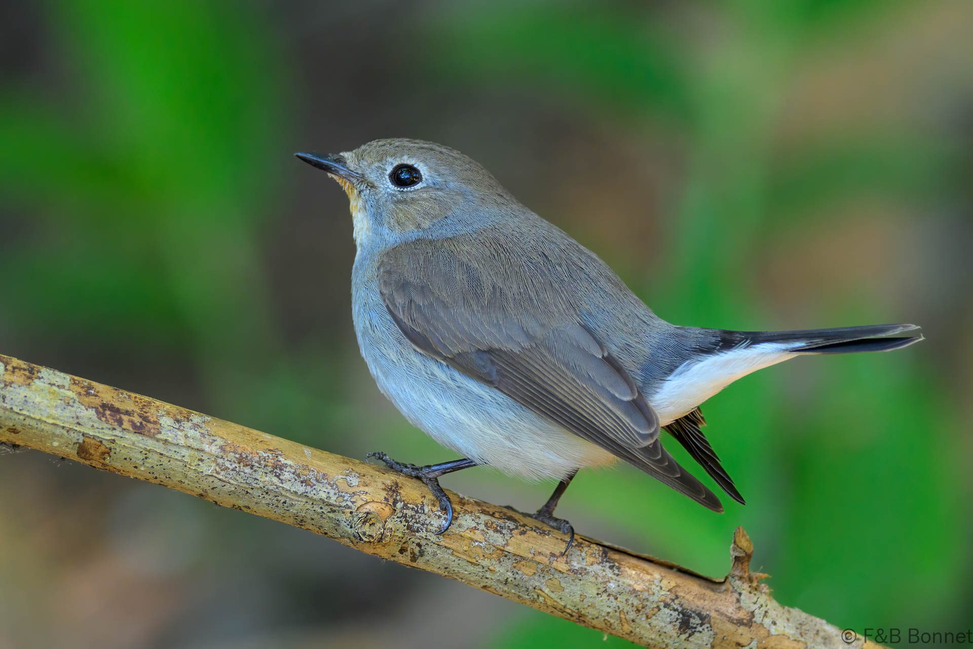 Taiga Flycatcher - Thailand - Doi Inthanon - 2026