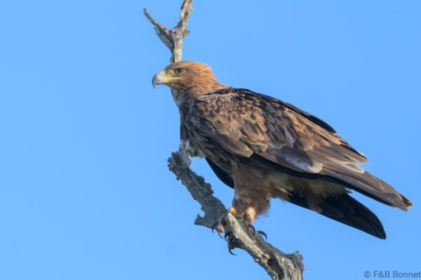 Tawny Eagle - South Africa - Kruger NP - 2025