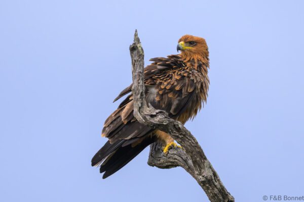 Tawny Eagle - South Africa - Kruger NP - 2025