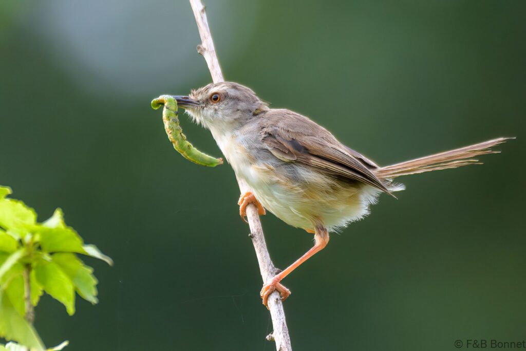 Tawny-flanked Prinia - South Africa - Hluhluwe-Imfolozi - 2022